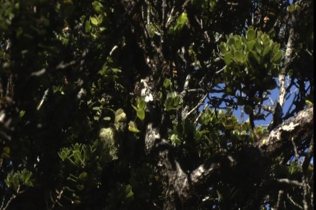 Maui Parrotbill - ML428153