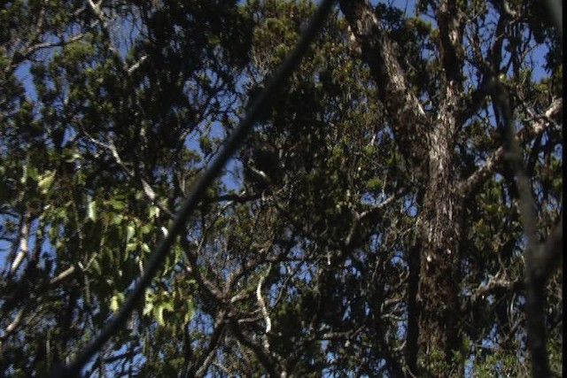 Maui Parrotbill - ML428154