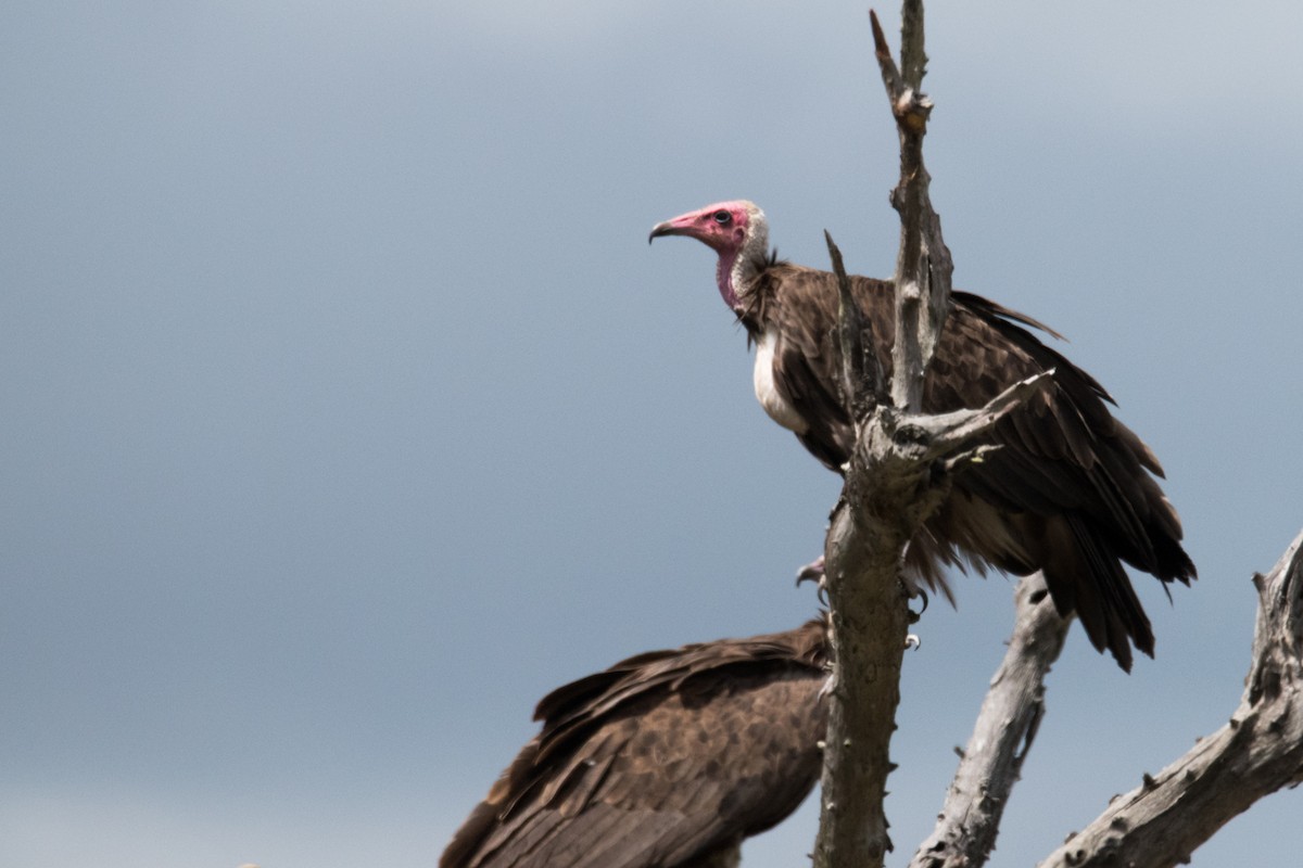 Hooded Vulture - ML428154111