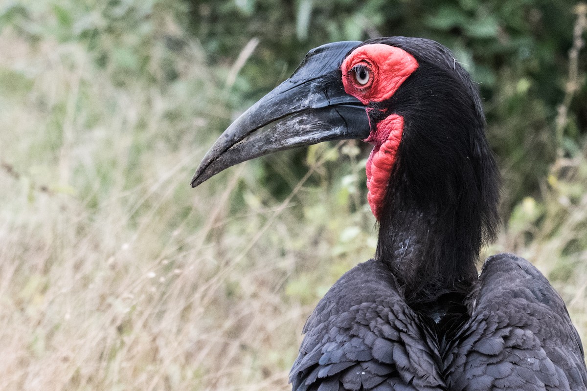 Southern Ground-Hornbill - ML428154181