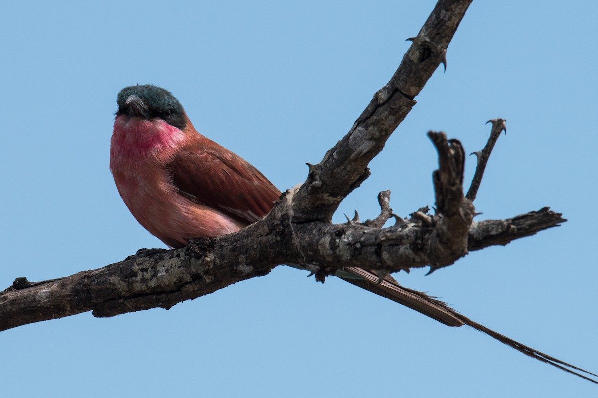 Southern Carmine Bee-eater - ML428154381