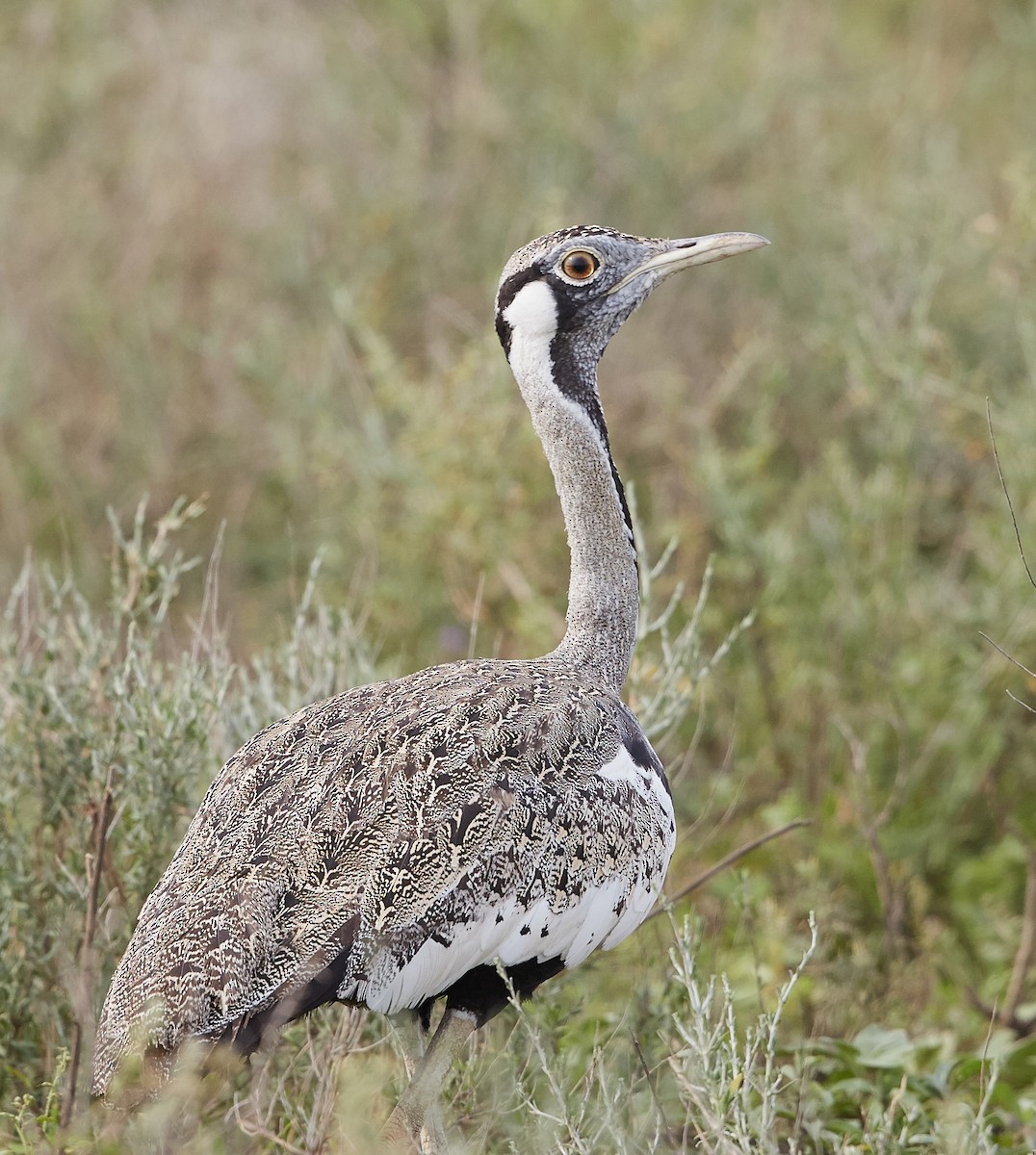 Hartlaub's Bustard - ML42815441