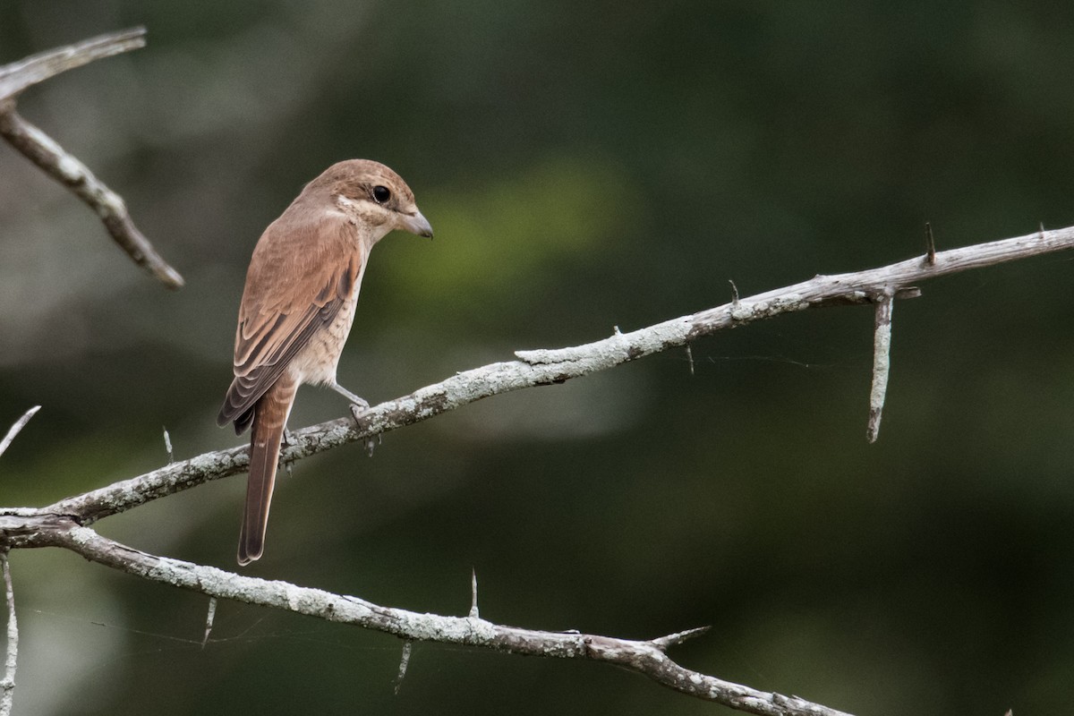 Red-backed Shrike - ML428154441