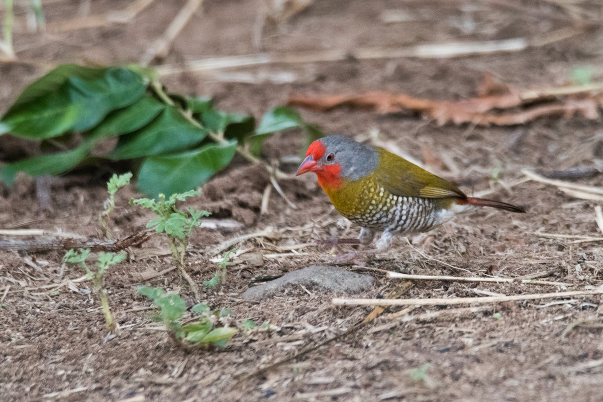 Green-winged Pytilia - ML428154541