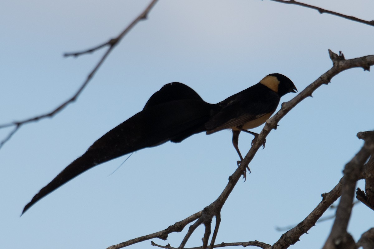 Eastern Paradise-Whydah - ML428154601