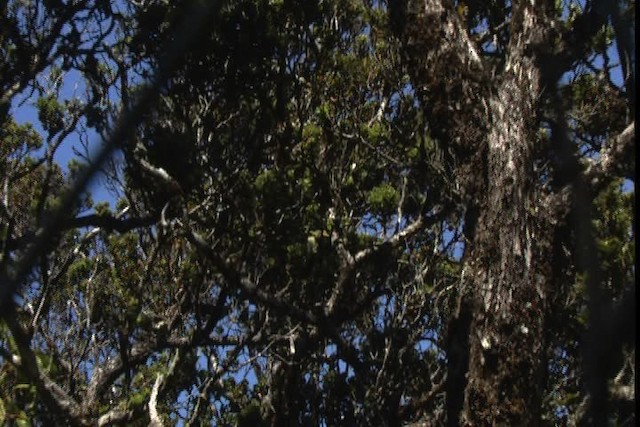 Maui Parrotbill - ML428155