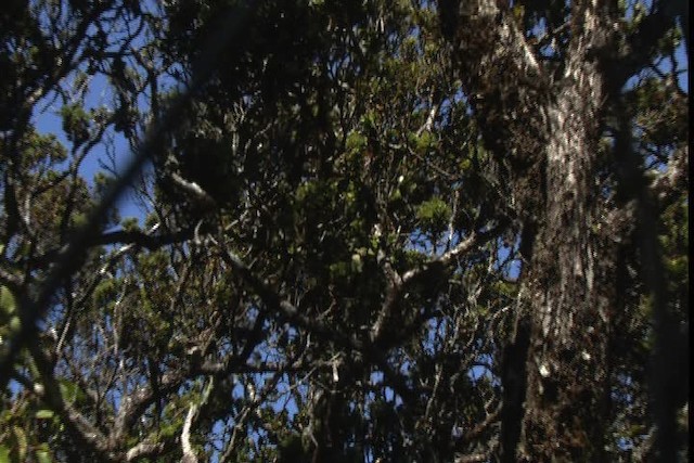 Maui Parrotbill - ML428156