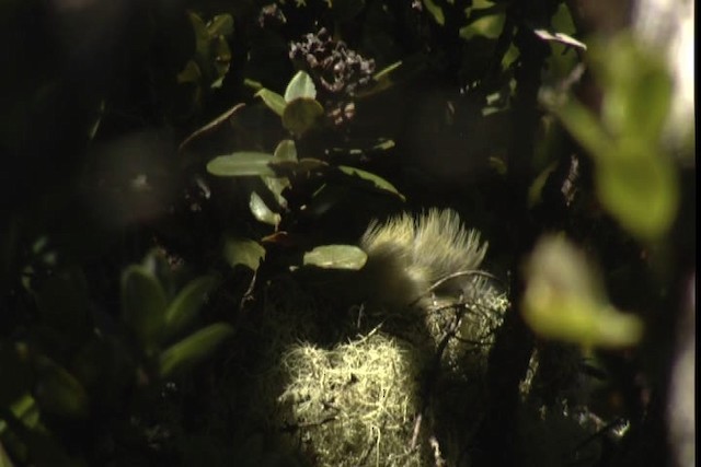 Maui Parrotbill - ML428157