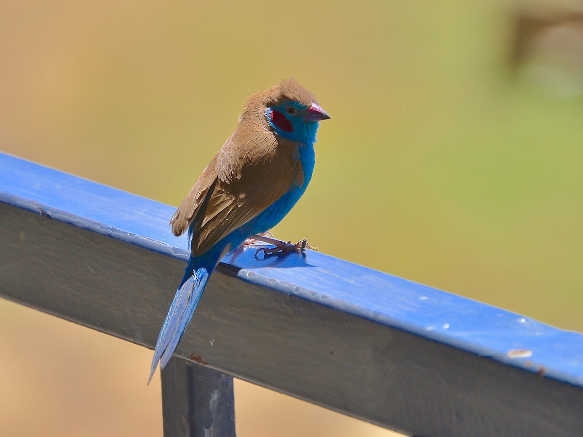 Red-cheeked Cordonbleu - ML428157041