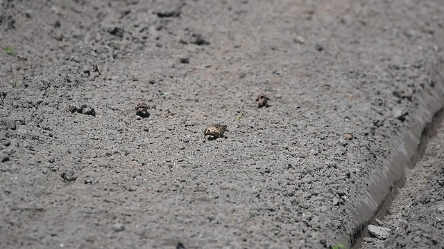 זרעית קטנה - ML428158581