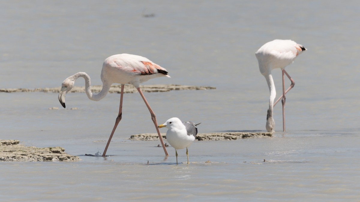 Greater Flamingo - William Stephens