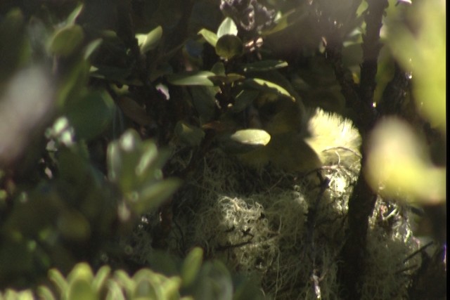 Maui Parrotbill - ML428159