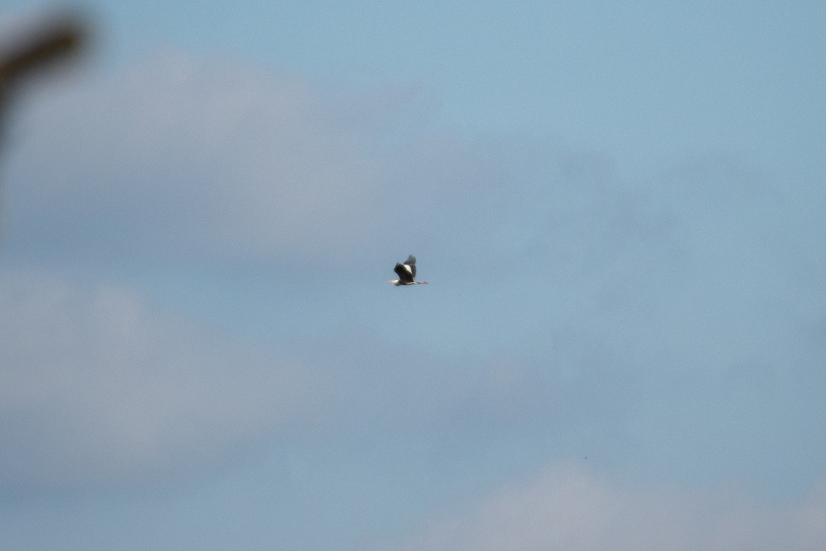 Хөх дэглий - ML428159031