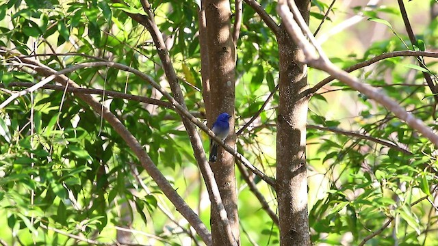 Black-naped Monarch - ML428159161