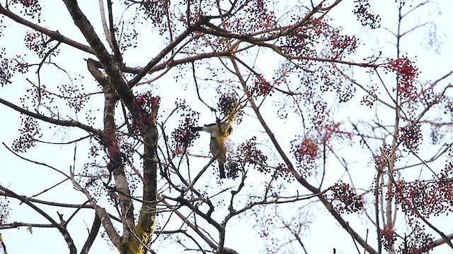 Brown Bullfinch - ML428159471