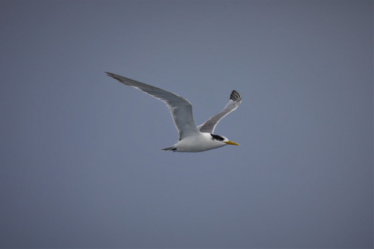 Great Crested Tern - ML428159871