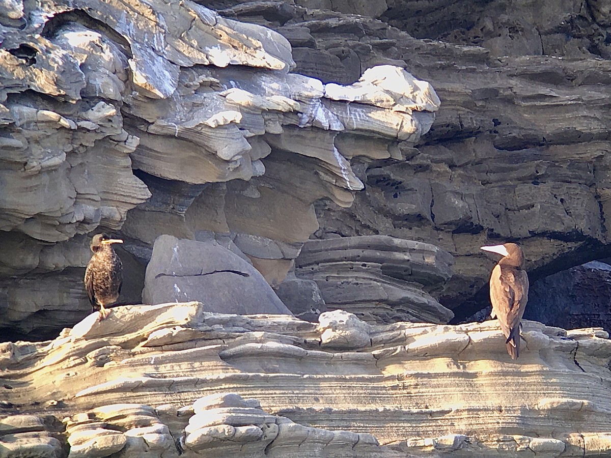 Brown Booby - ML428159951