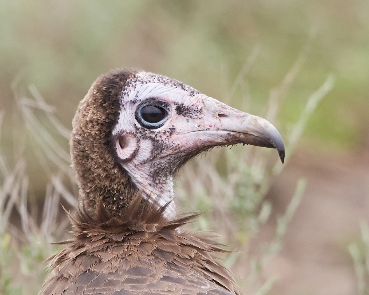 Hooded Vulture - Brooke Miller