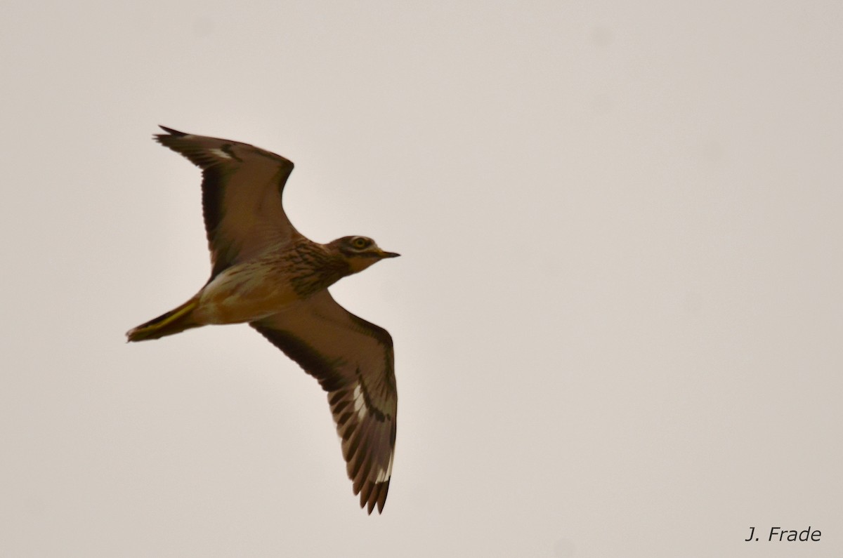 Eurasian Thick-knee - ML42816551