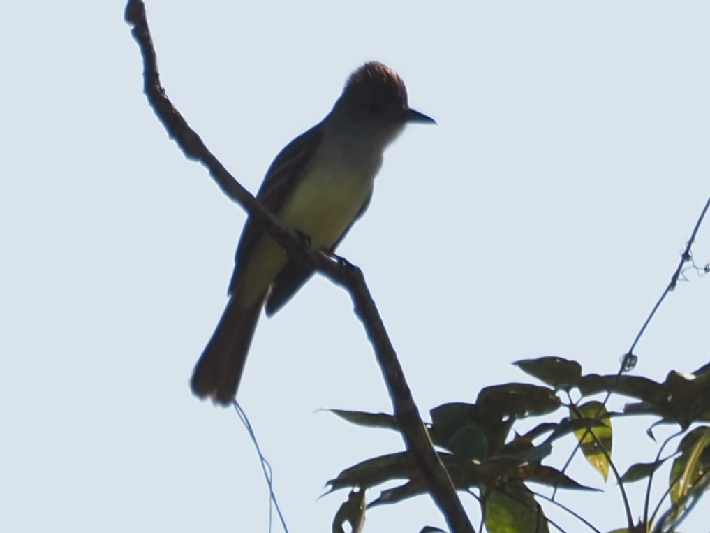 Brown-crested Flycatcher - ML428165791