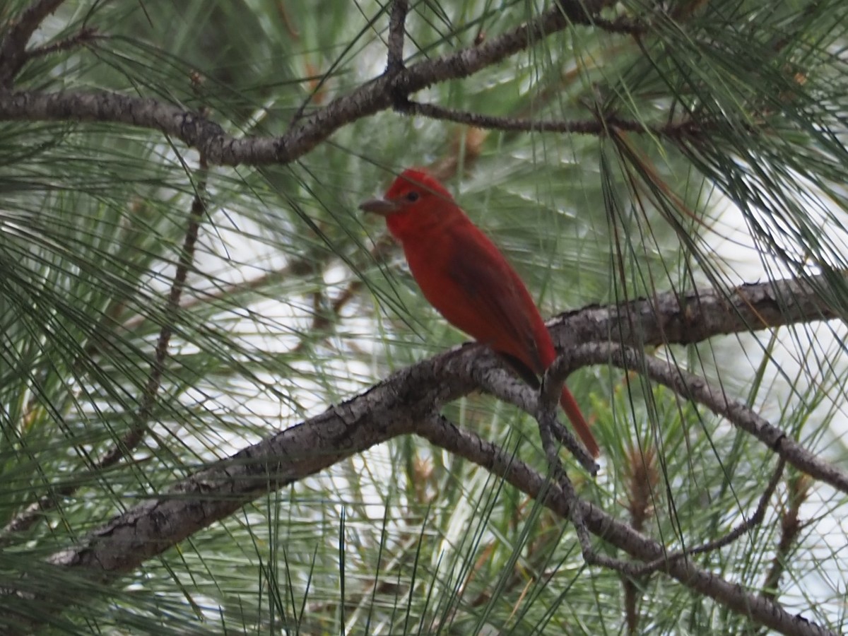 Summer Tanager - ML428166331