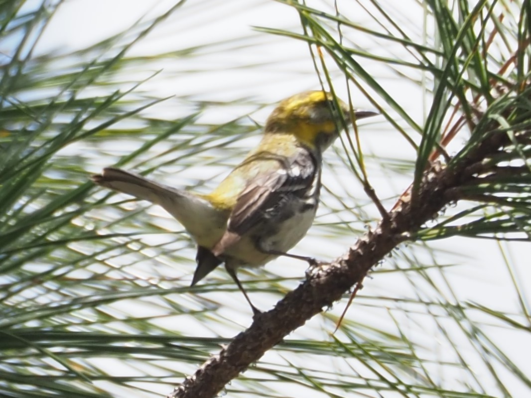 Magnolia Warbler - ML428166391