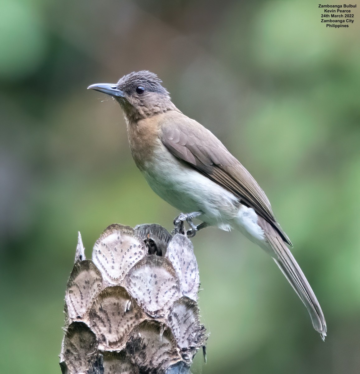 Zamboanga Bulbul - Kevin Pearce