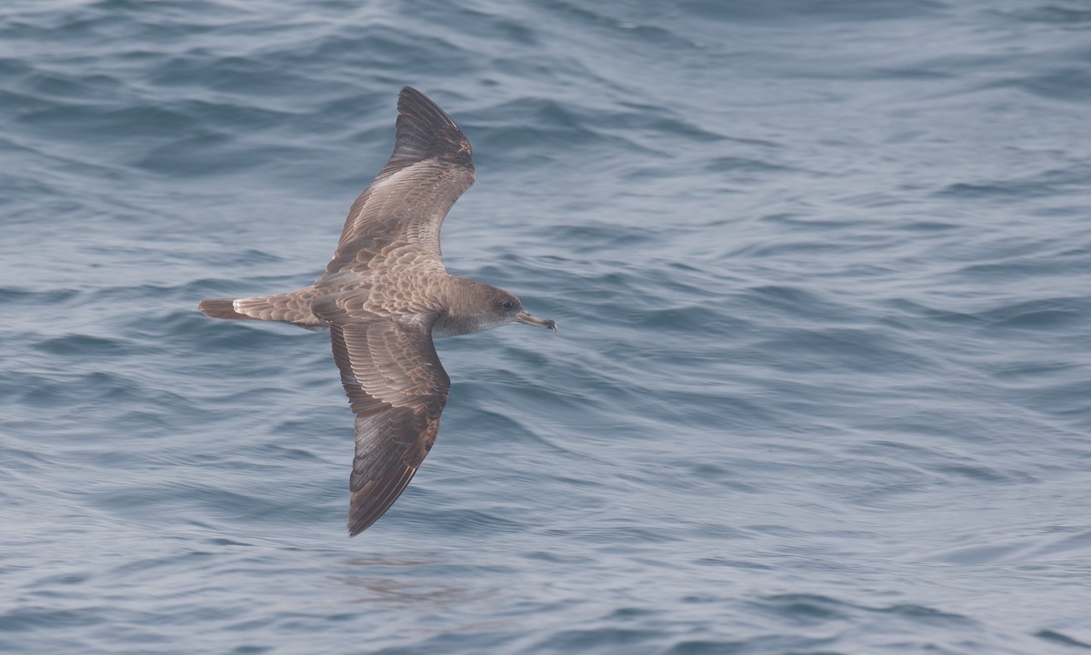 Cape Verde Shearwater - Chris Wood