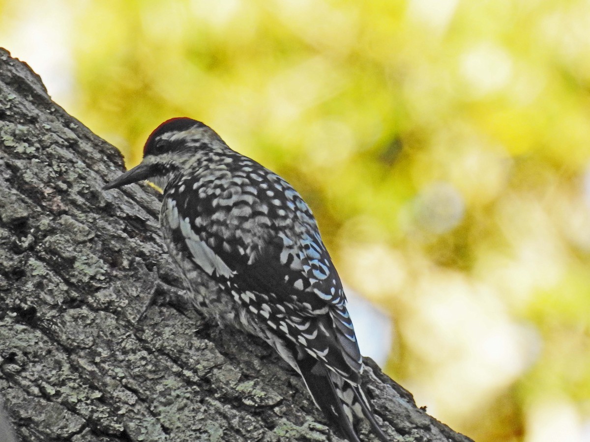 Yellow-bellied Sapsucker - ML428169701