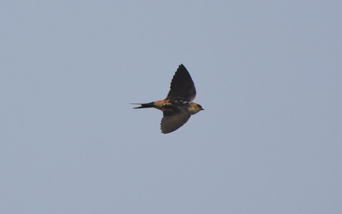 Red-rumped Swallow - ML428171661