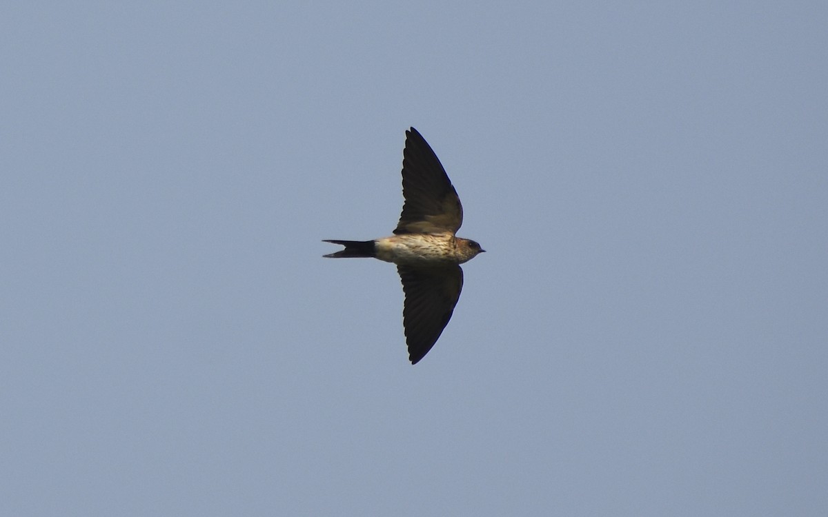 Red-rumped Swallow - ML428171671