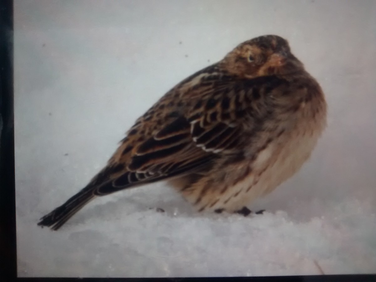 Smith's Longspur - ML42817191