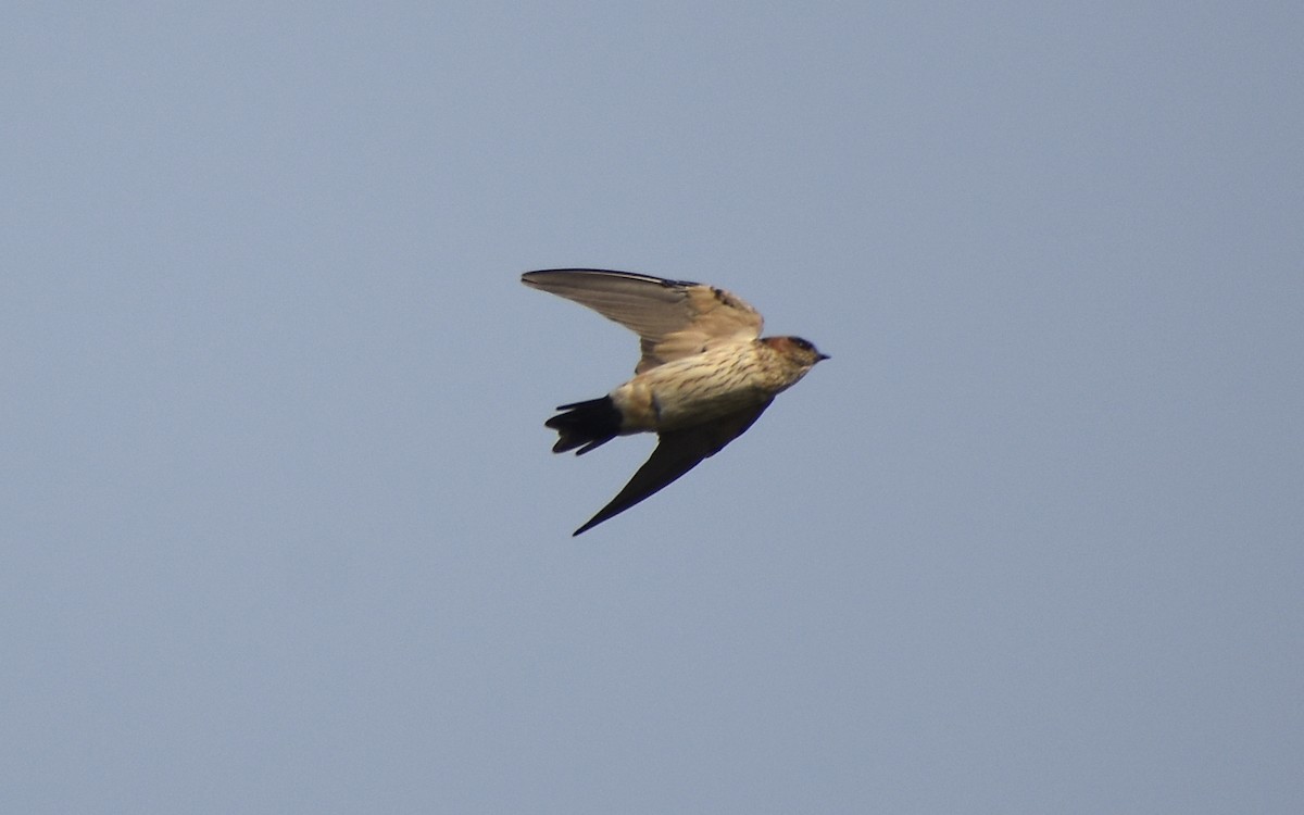Red-rumped Swallow - ML428172161