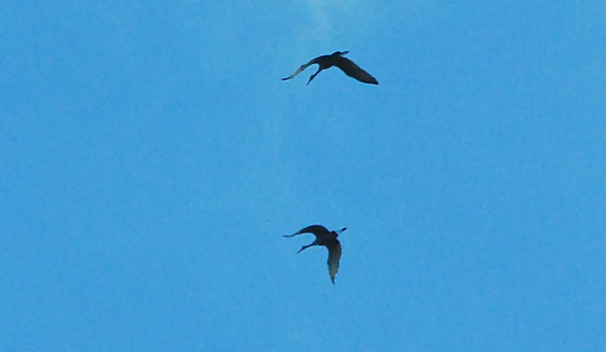 Sandhill Crane - ML428173331