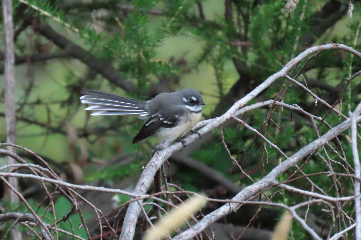 Gray Fantail - ML428173441