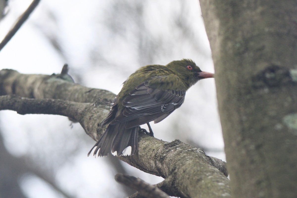 Olive-backed Oriole - ML42817501