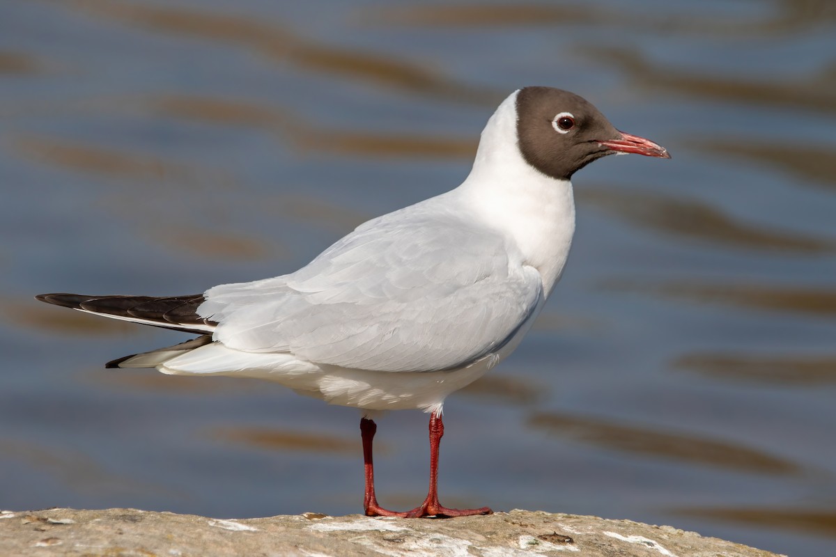 Black-headed Gull - Alexis Lours