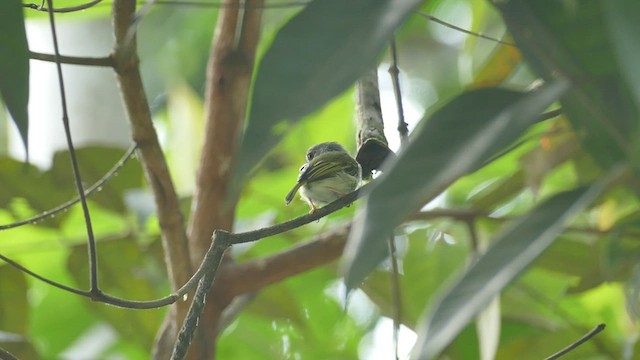 White-bellied Pygmy-Tyrant - ML428176631