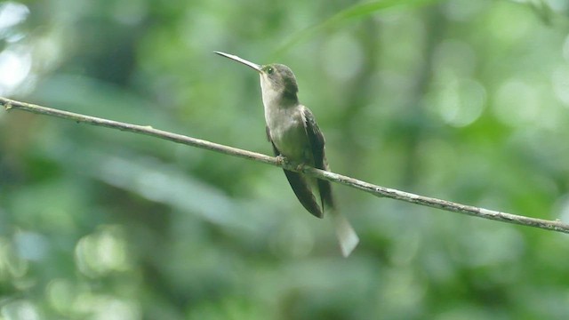 Straight-billed Hermit - ML428177651