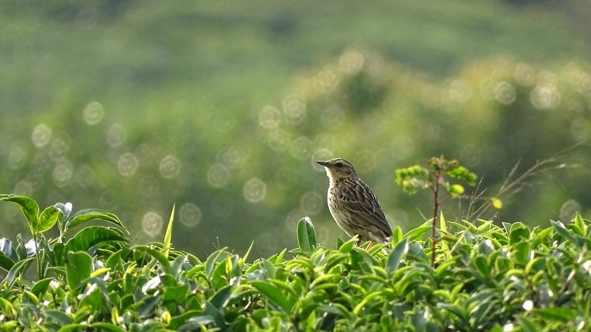 Bisbita de Los Nilgiri - ML428177971