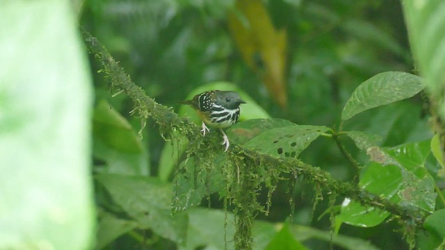 Spot-backed Antbird - ML428178381