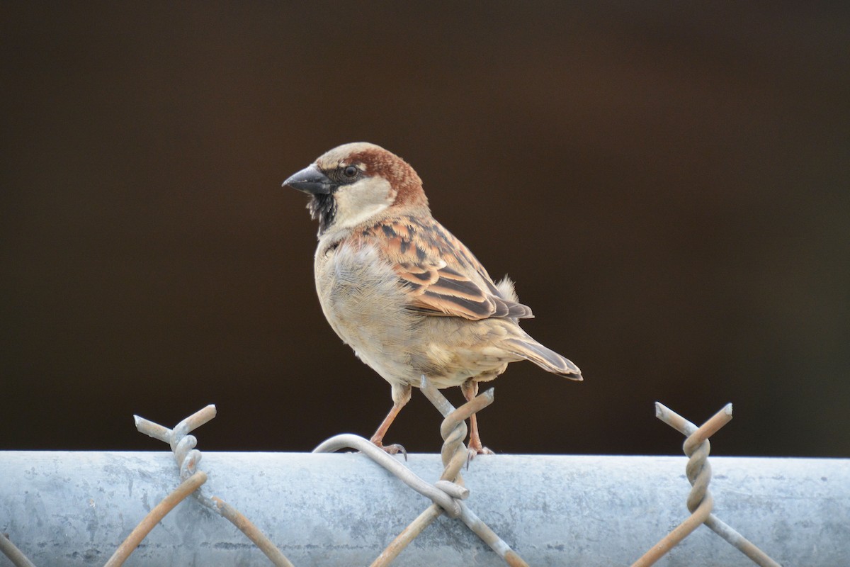 House Sparrow - ML428178601