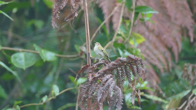 Rusty-fronted Tody-Flycatcher - ML428179001