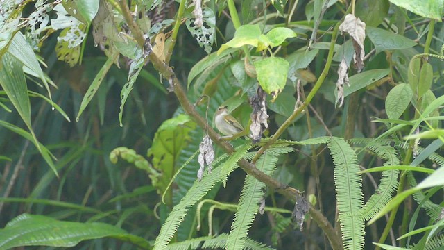 Rusty-fronted Tody-Flycatcher - ML428179201