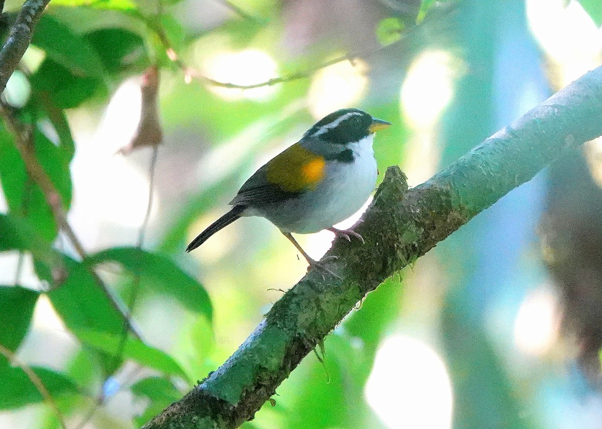 Pectoral Sparrow (Yellow-mandibled) - ML428179651