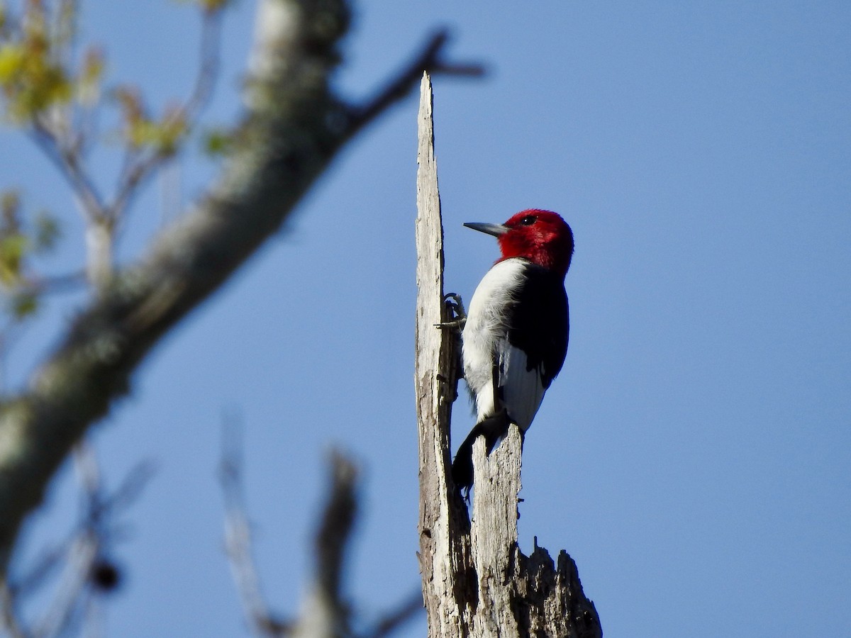 Red-headed Woodpecker - ML428179931