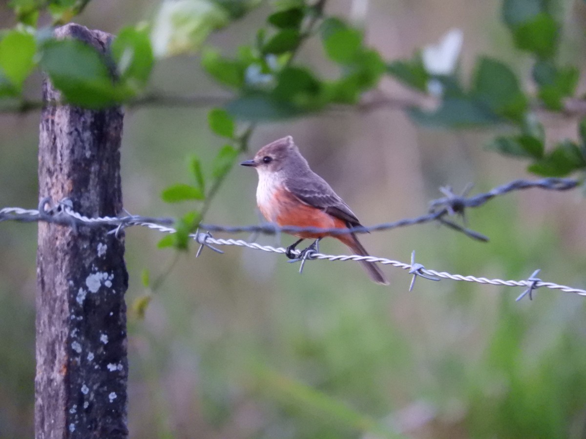 Vermilion Flycatcher - ML428180421