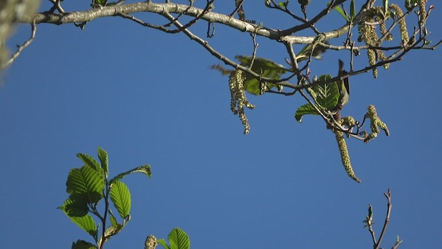 Black-capped Siskin - ML428180551