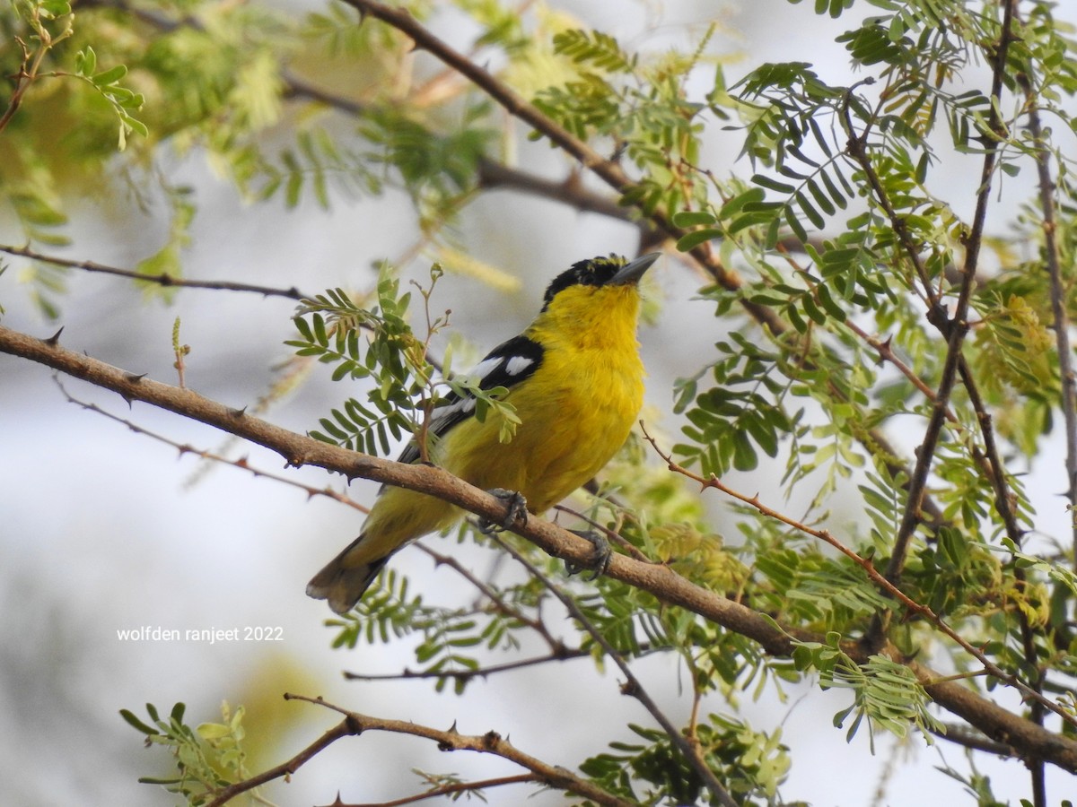 White-tailed Iora - Ranjeet Singh