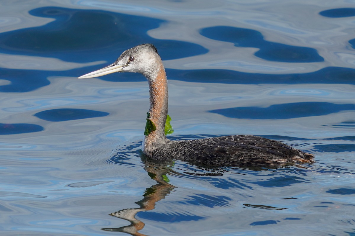 Great Grebe - Luis Piñeyrua